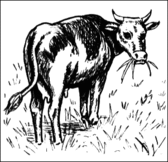 Cow2.gif