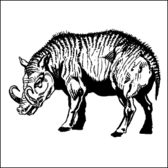 Boar