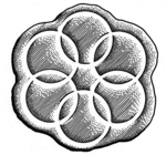 Circle6.gif