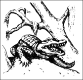 Alligator2.gif