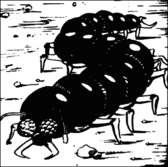 Giant centipede