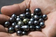Real-life black pearls