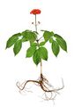 Real-life ginseng plant