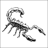Black and white drawing of a scorpion from an oblique profile angle.