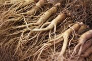 Real-life ginseng roots