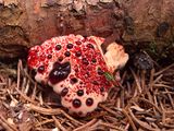 Hydnellum peckii, the bleeding tooth mushroom
