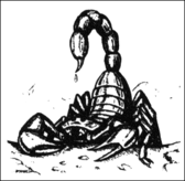 Black and white drawing of a scorpion in a defensive posture with a drop of venom hanging from its stinger.
