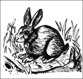 Rabbit2.gif