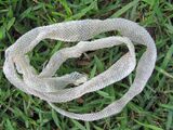 The shed skin of an actual snake