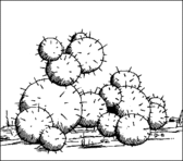 Cacti.gif