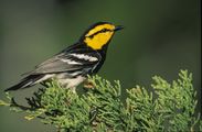 The elusive Golden-cheeked Warbler
